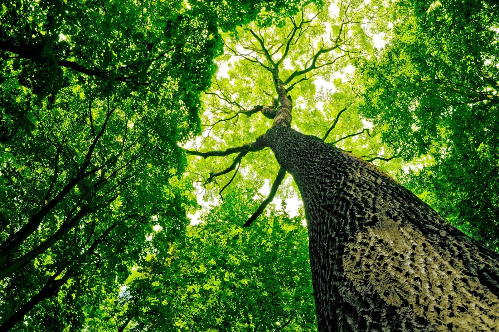 Greenlight Beheer — groenbeheer voor bos, park, natuur en bomen in Vlaanderen